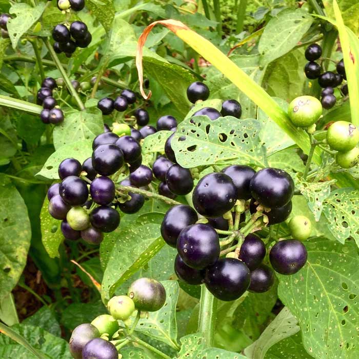 Recipe Garden Huckleberry Preserves (a Nightshade Berry) Tyrant Farms